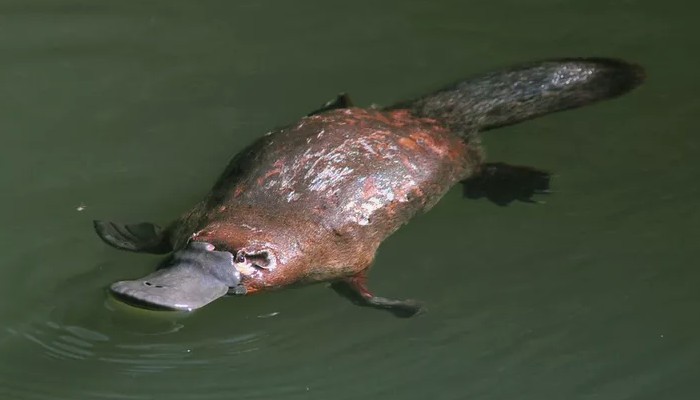 ما هو البلاتيبوس