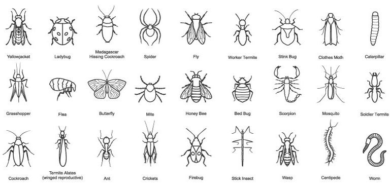 تعريف المفصليات وفوائدها