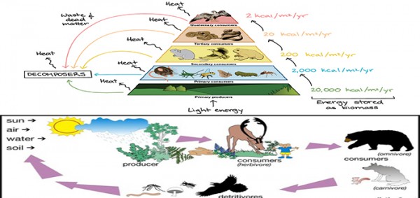 أنواع السلاسل الغذائية