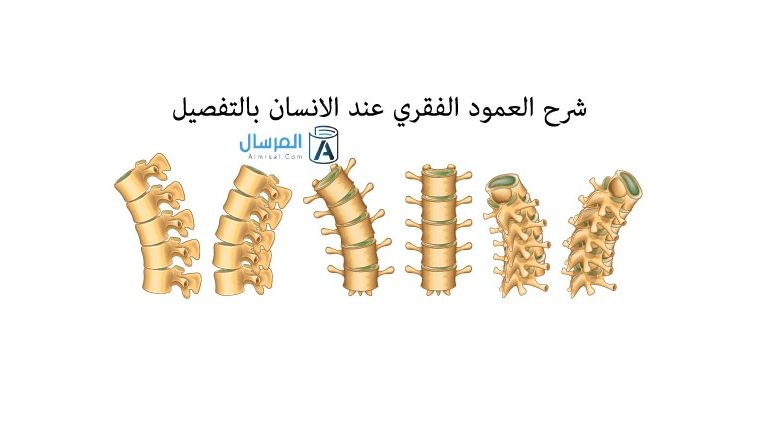 شرح العمود الفقري عند الانسان بالتفصيل
