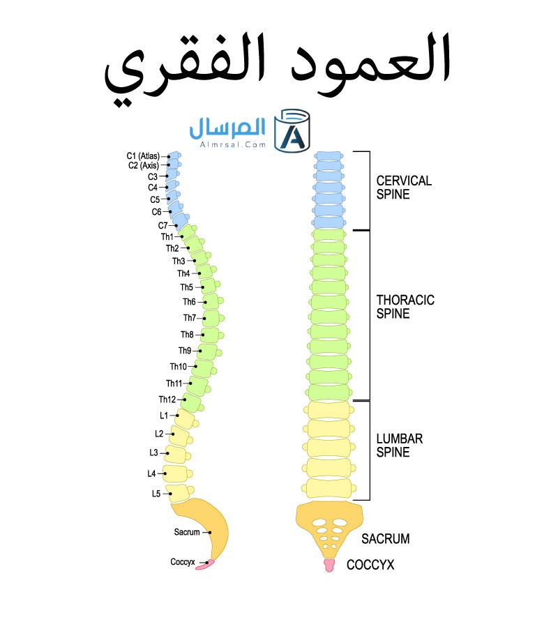 عدد فقرات العمود الفقري عند الانسان من الرقبة حتى العصعص عدد فقرات العمود الفقري عند الانسان من الرقبة حتى العصعص