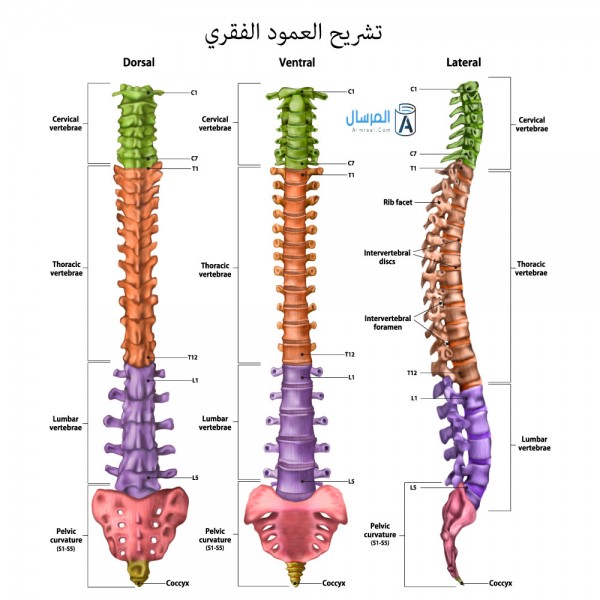 تشريح العمود الفقري تشريح العمود الفقري