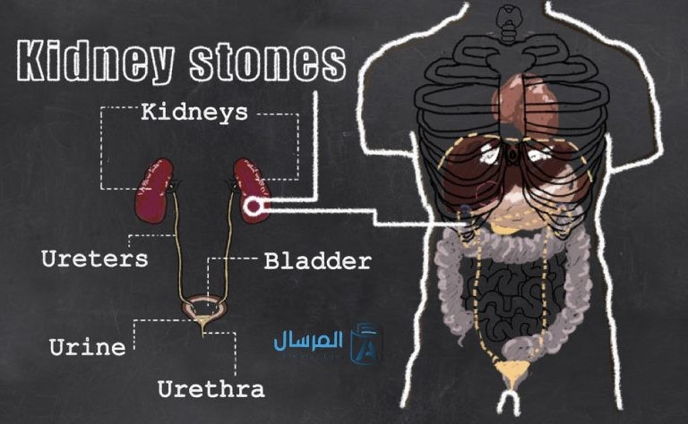 كيف يعمل الجهاز البولي