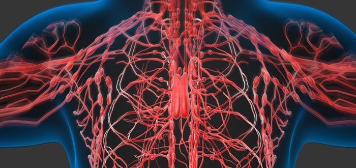 وظائف الجهاز اللمفاوي