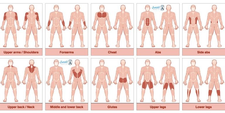 معلومات عن العضلات في جسم الإنسان