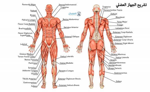 تشريح الجهاز العضلي تشريح الجهاز العضلي