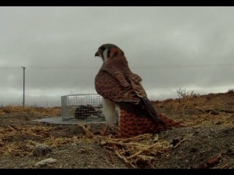 طريقة عمل فخ لصيد الصقور