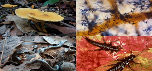 أنواع المخلوقات الكانسة