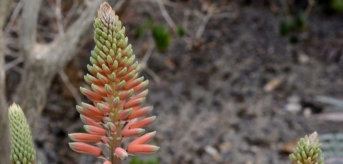 ما هي خواص الصبار