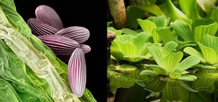 وظائف الخلية النباتية