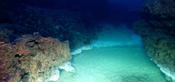 انواع الانظمة البيئية المائية