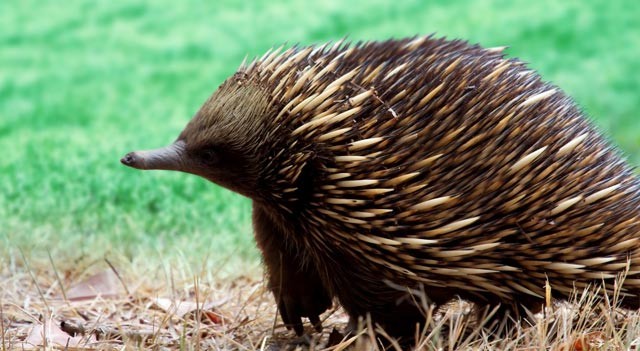 الثدييات التي تبيض