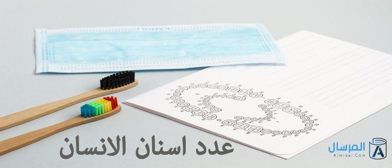 كم عدد اسنان الانسان البالغ