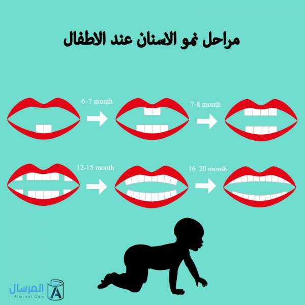 مراحل نمو الاسنان عند الاطفال مراحل نمو الاسنان عند الاطفال