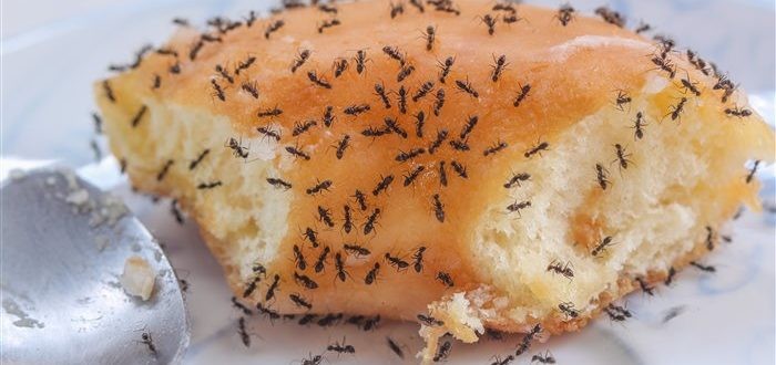 معلومات عن بيت النمل