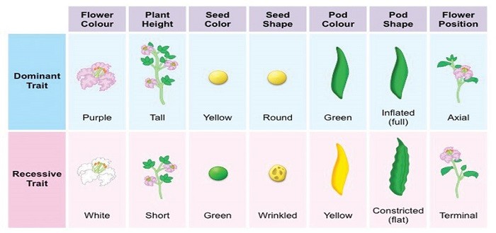 قوانين مندل في علم الوراثة
