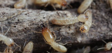 أشهر انواع النمل الأبيض