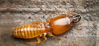 أشهر انواع النمل الأبيض