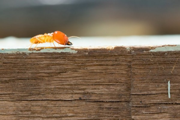 أشهر انواع النمل الأبيض