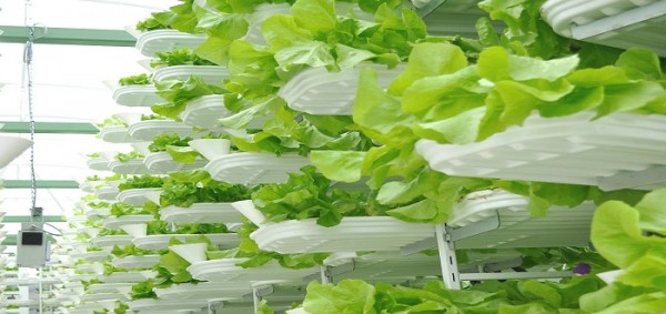 طريقة الزراعة بدون تربة