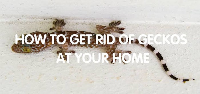 كيف اتخلص من البرص في البيت