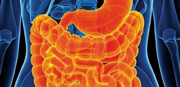 مدة بقاء الطعام في المعدة