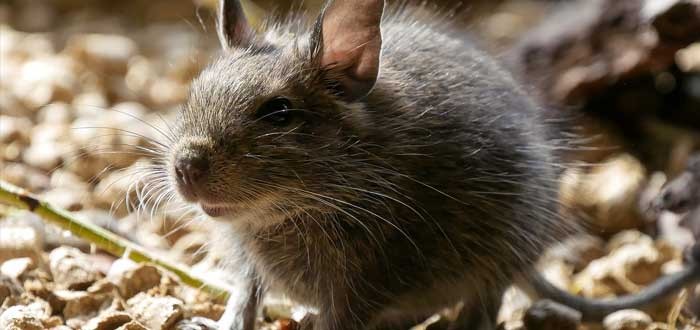 كيف اتخلص من الفئران نهائيا