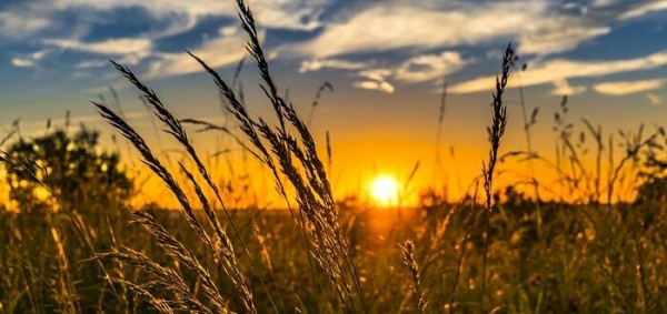 اهمية ضوء الشمس للكائنات الحية