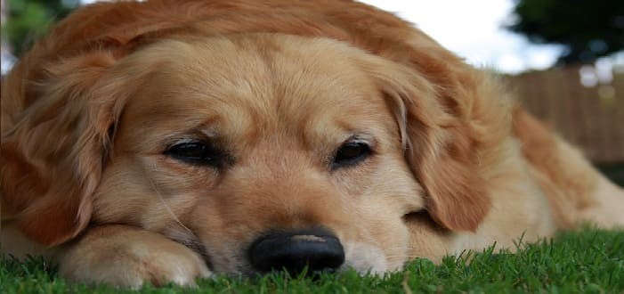 هل تحزن الحيوانات