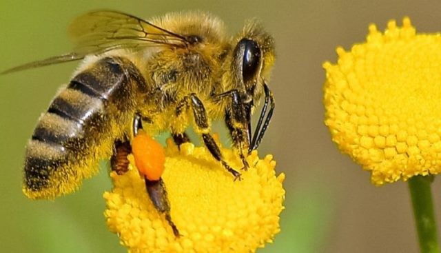 طريقة تربية النحل للمبتدئين