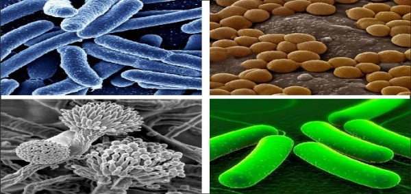 ما هي انواع الميكروبات