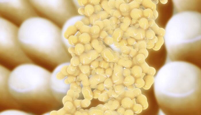 معلومات عن الخلايا الدهنية