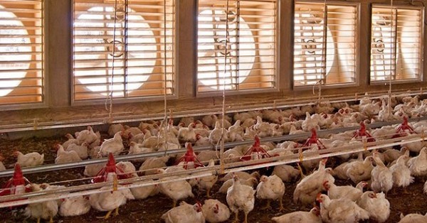 نظم التدفئة في مزارع الدواجن