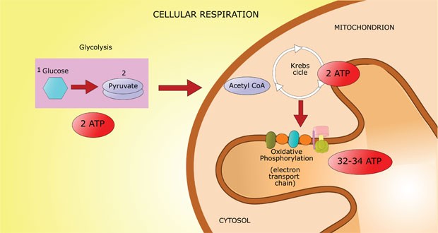التمثيل الغذائي الخلوي