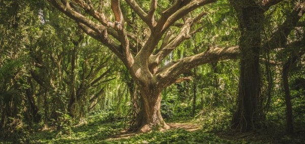 طرق حماية الغابات