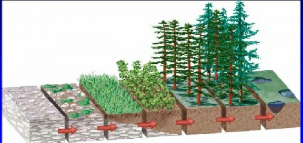 ما هو التعاقب البيئي