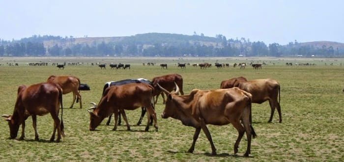 تأثير الرعي الجائر على البيئة