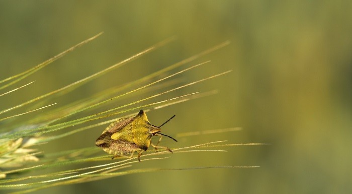 الخوف من الحشرات في المنام