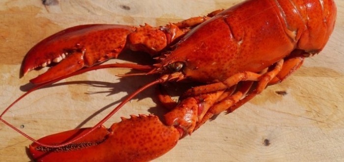 معلومات عن جراد البحر