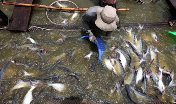 صناعة السمك وتأثيرها على البيئة