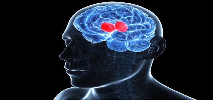 ما هي المادة الرمادية في الدماغ