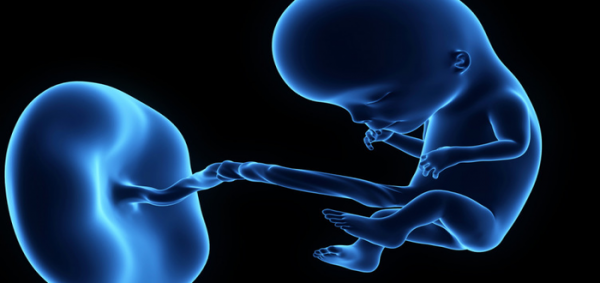 متى يتكون الجهاز التنفسي عند الجنين