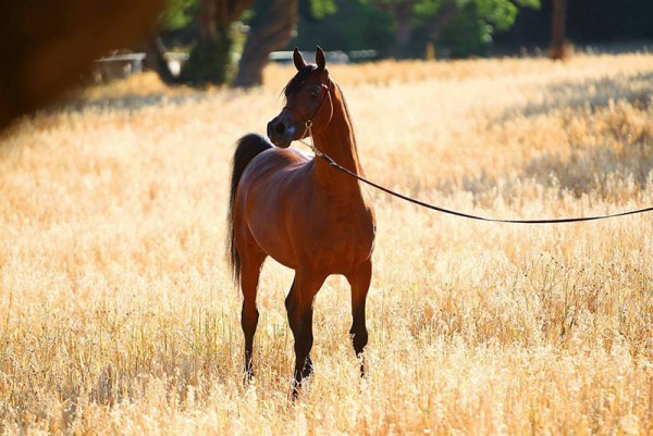 أول من ركب الخيل