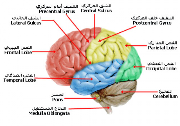 ما هي فصوص المخ الأربعة