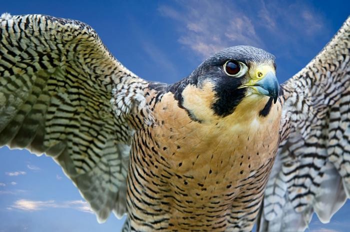 أسرع حيوانات في العالم