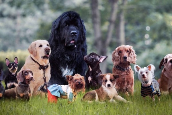 ما هي سلالات الكلاب