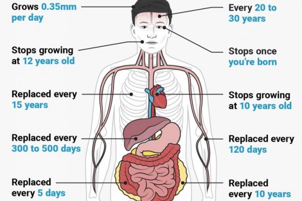 أعضاء في الجسم لا تتوقف عن النمو