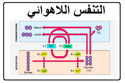 ما هو التنفس اللاهوائي