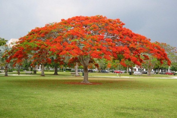 شجرة البونسيانا