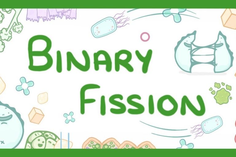 ما هو الانشطار الثنائي